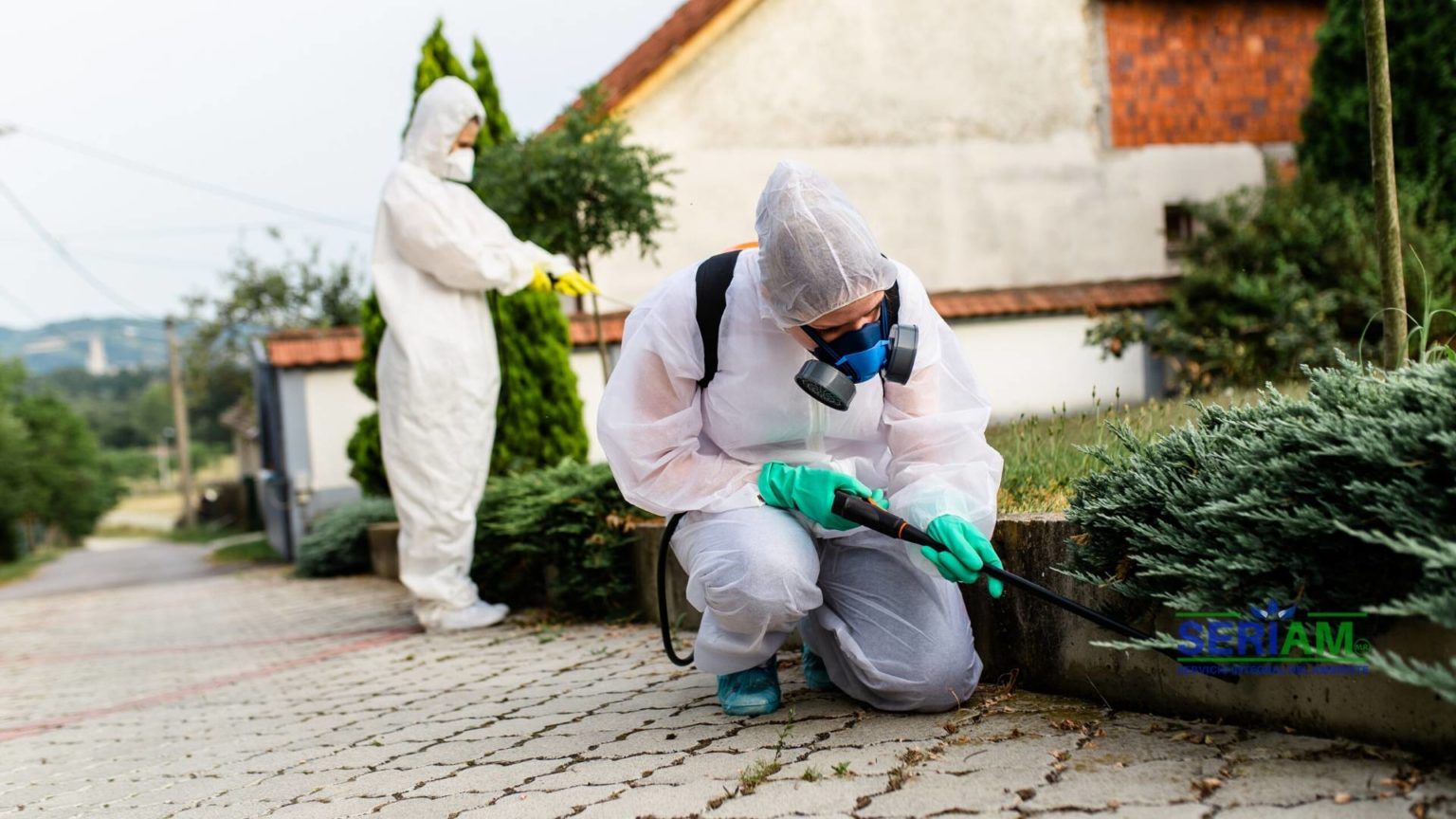 Fumigaciones Y Control De Insectos Y Plagas Consejos Y Recomendaciones